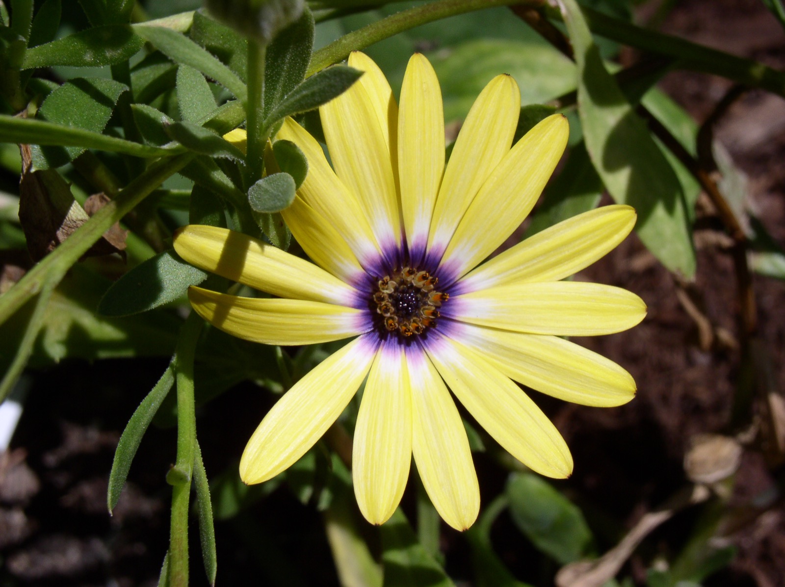 Yellow daisy with purple center