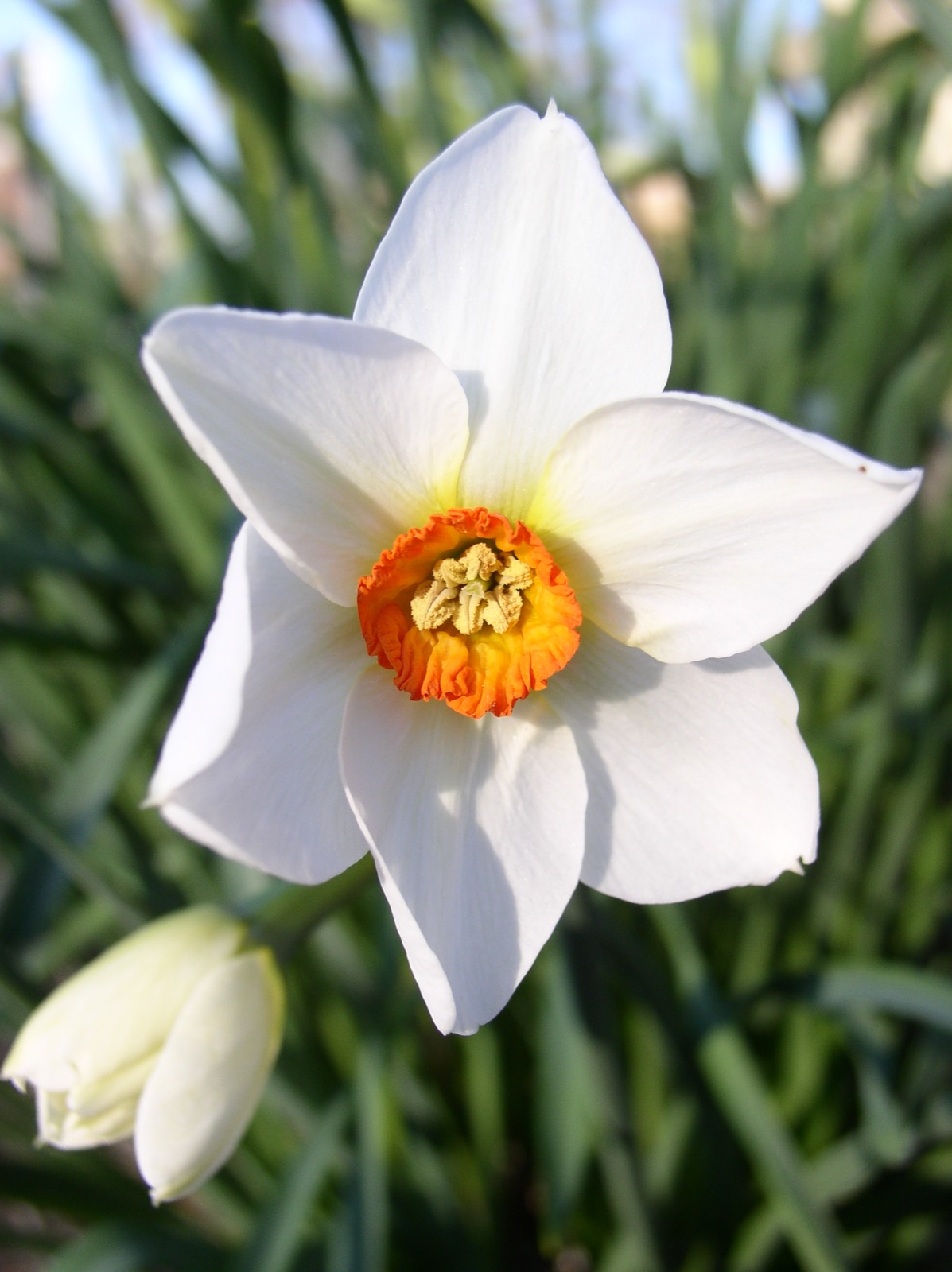 Spring tulip macros
