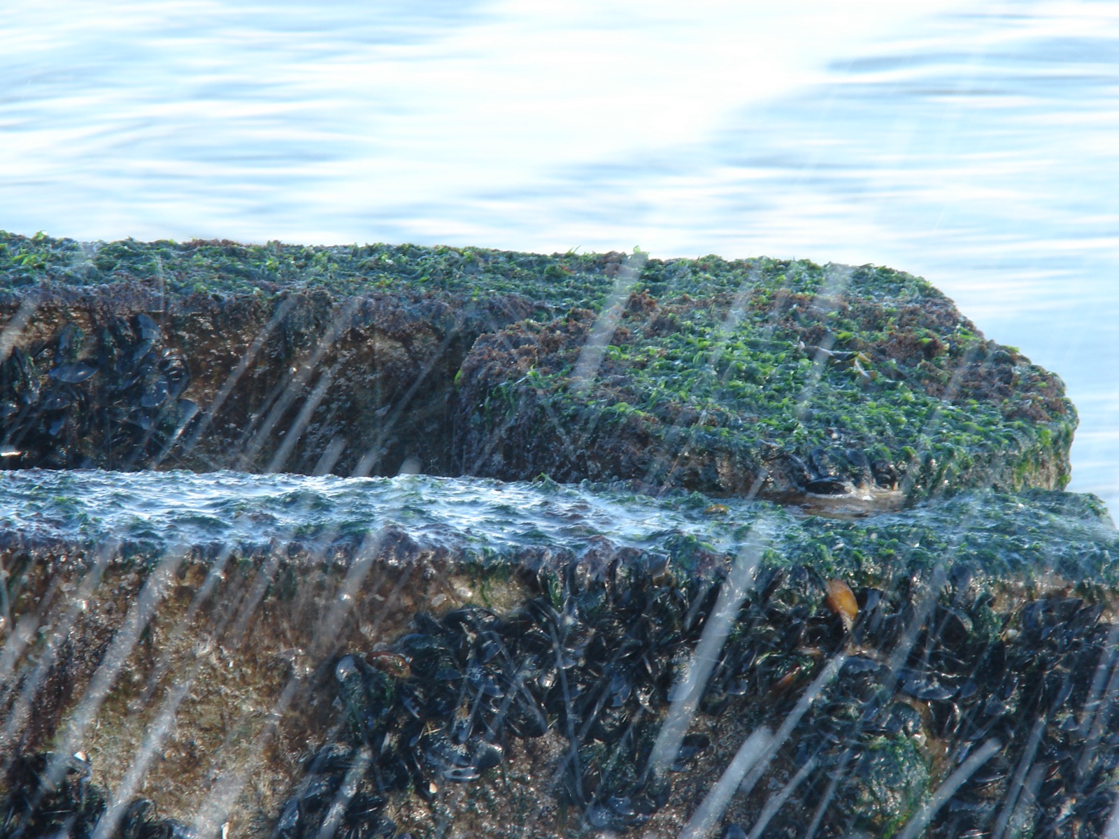 Overcast surf / groyne / coast