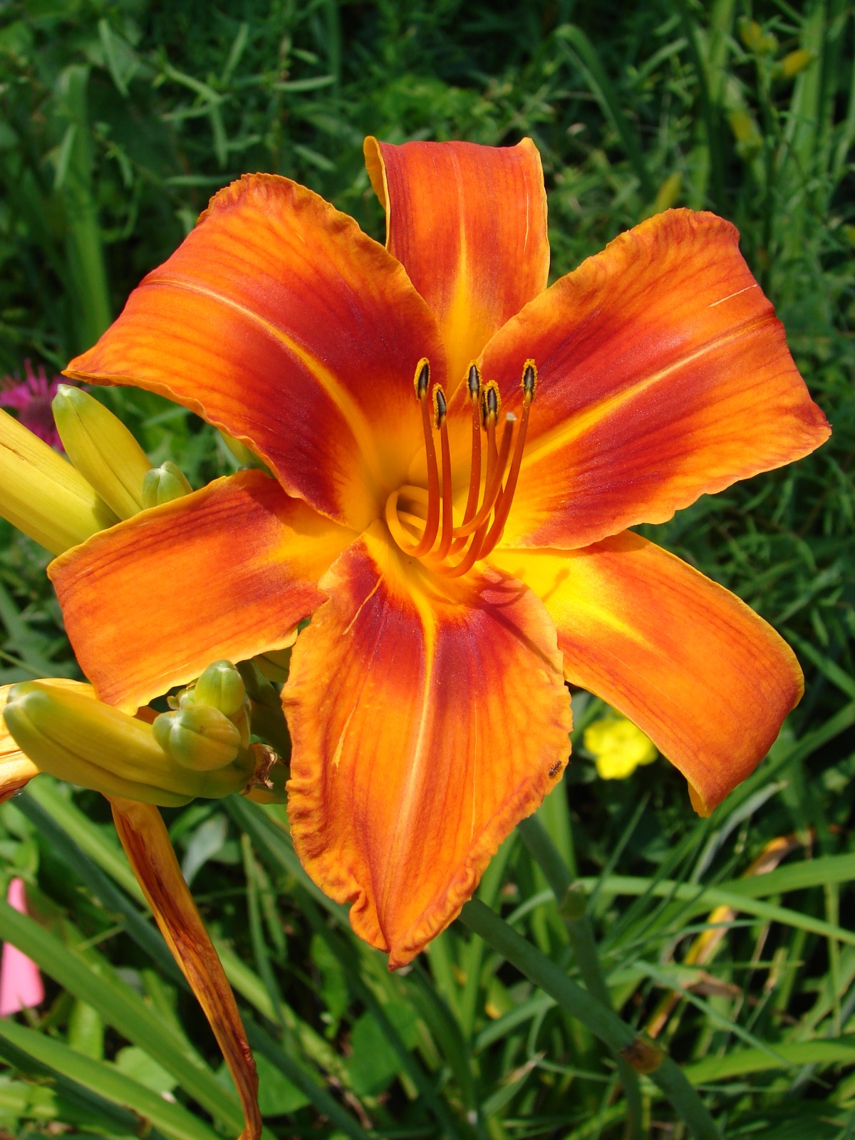 Strong garden bloom macro